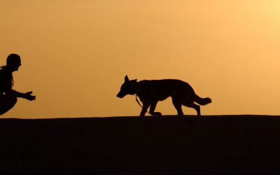 Benefits of Running for Man’s Best Friend